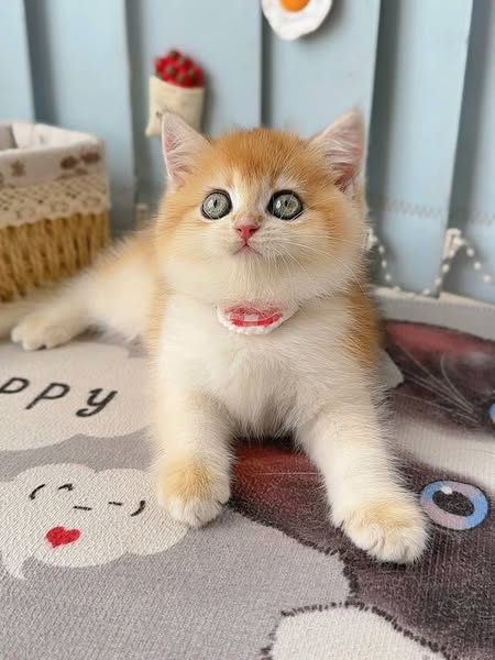 British Shorthair
