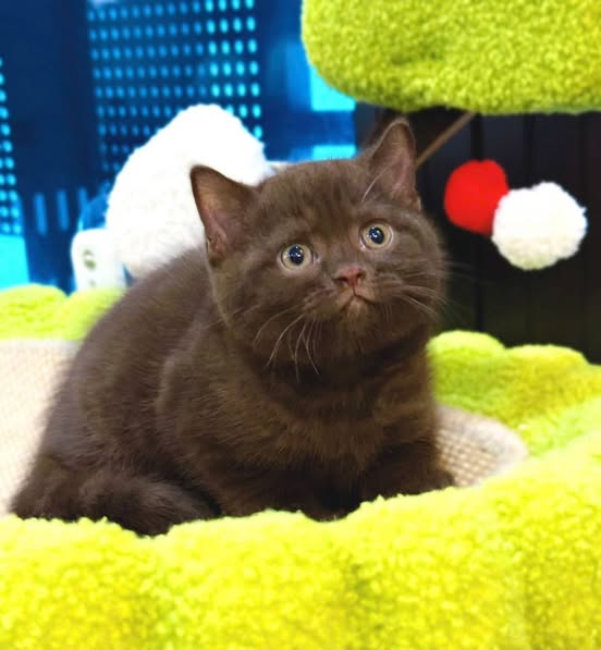 British Shorthair