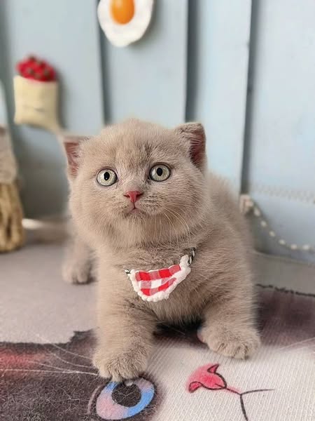 Munchkin Fold