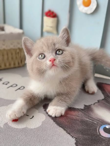 British Shorthair