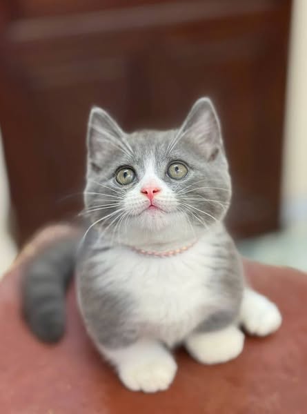 Munchkin