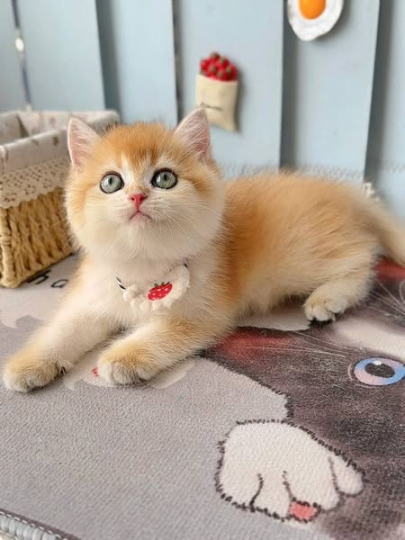 British Shorthair