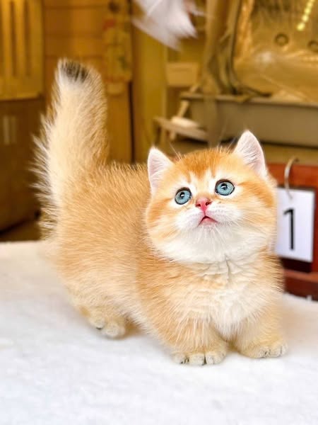 Munchkin