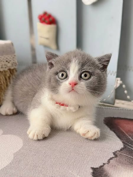 Munchkin