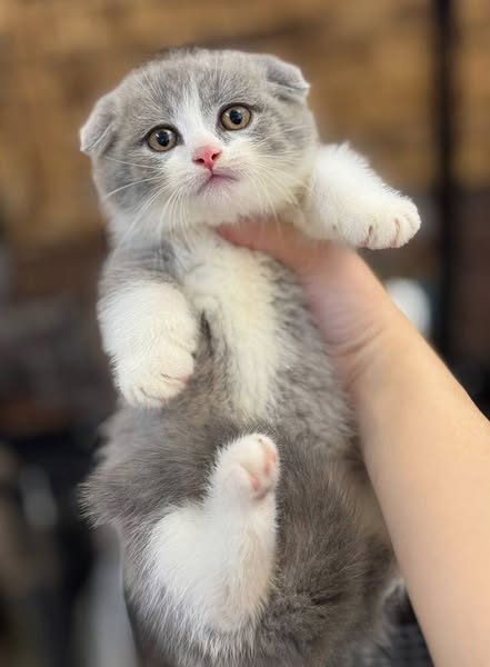 Munchkin Fold