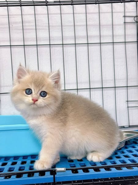British Shorthair