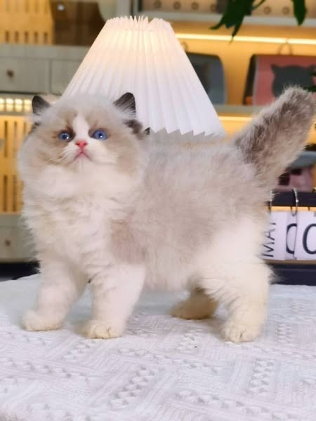 Ragdoll