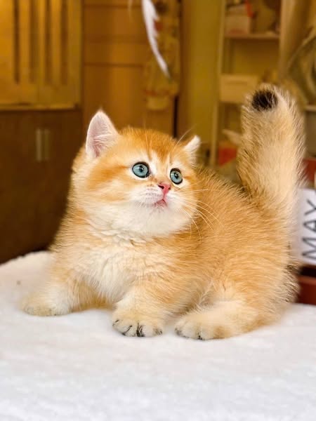Munchkin
