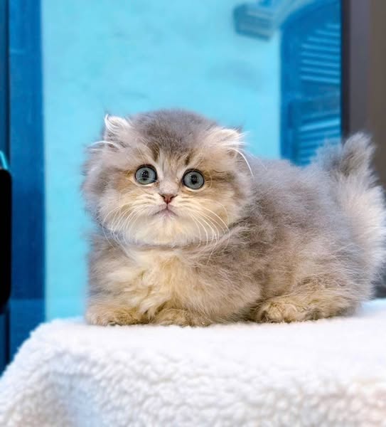 Munchkin Longhair