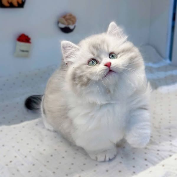 Munchkin Longhair