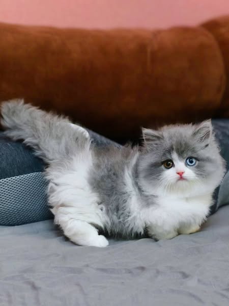 Munchkin Longhair