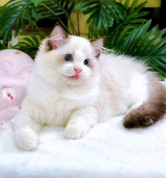 Ragdoll