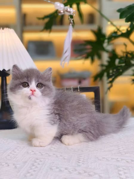 Munchkin