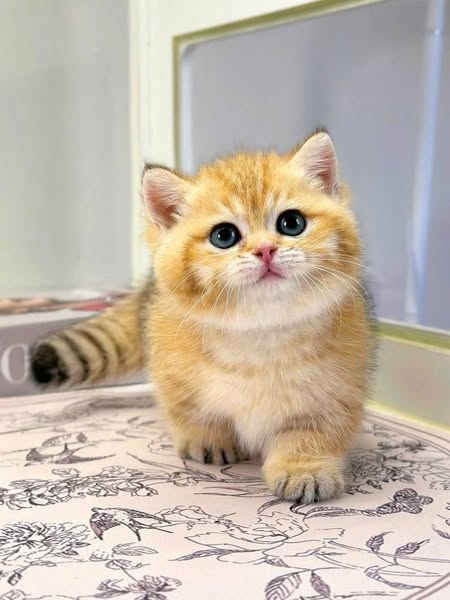 Munchkin