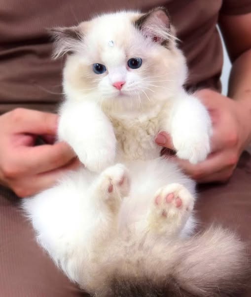 Ragdoll