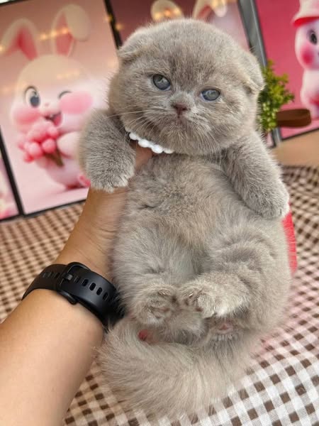 Munchkin