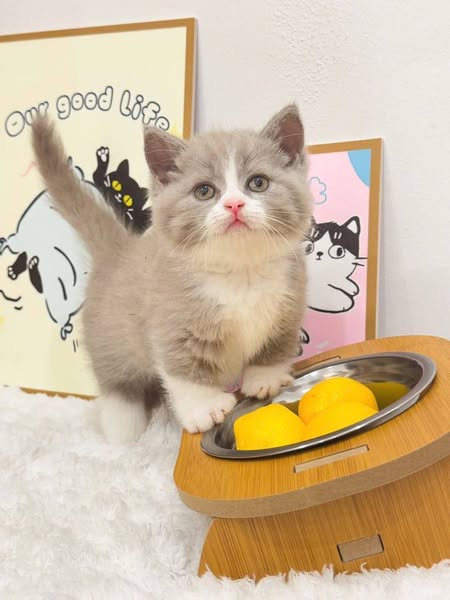 Munchkin