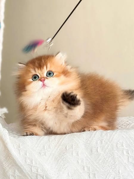 Munchkin Longhair