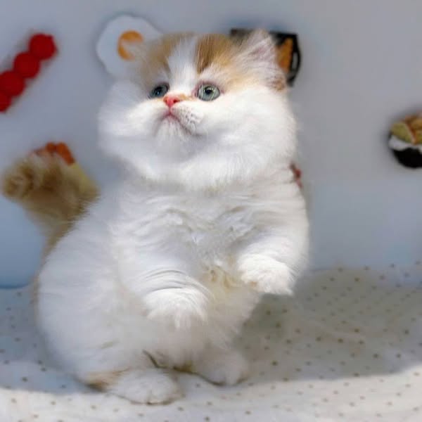 Munchkin Longhair