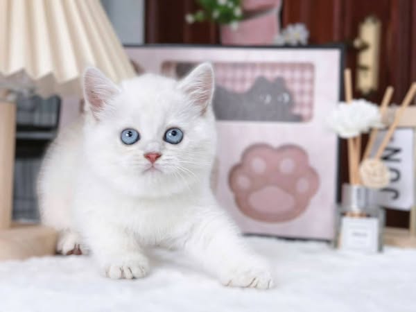 British Shorthair