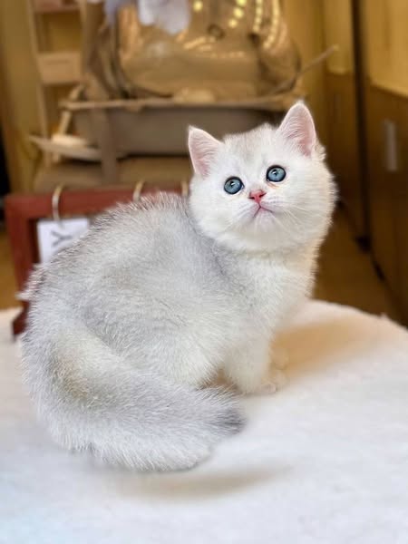 British Shorthair