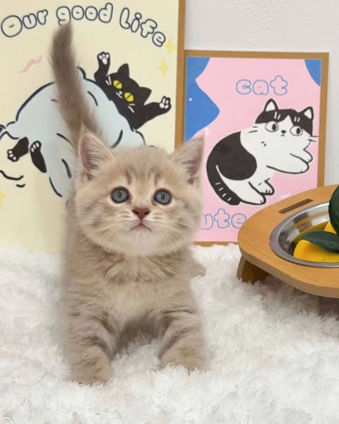 British Shorthair