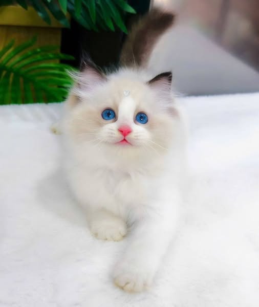 Ragdoll