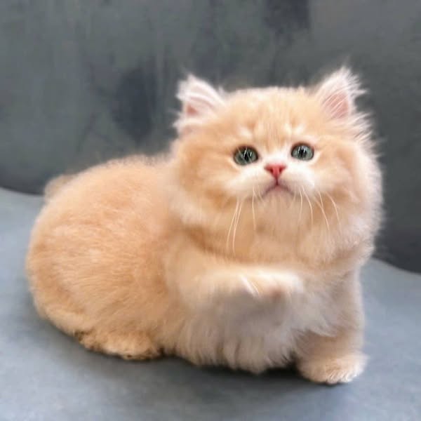 Munchkin Longhair