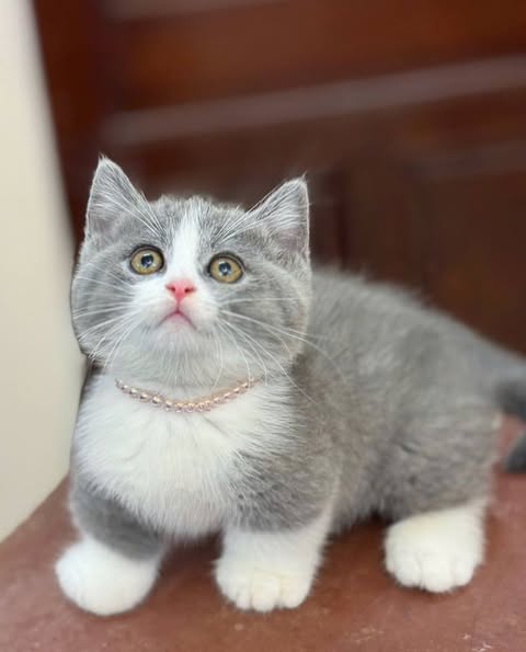 Munchkin