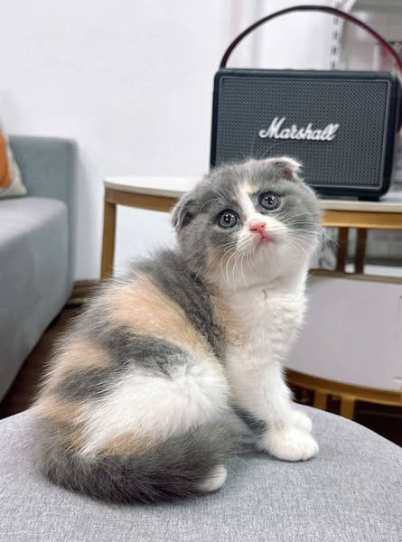 Scottish Fold