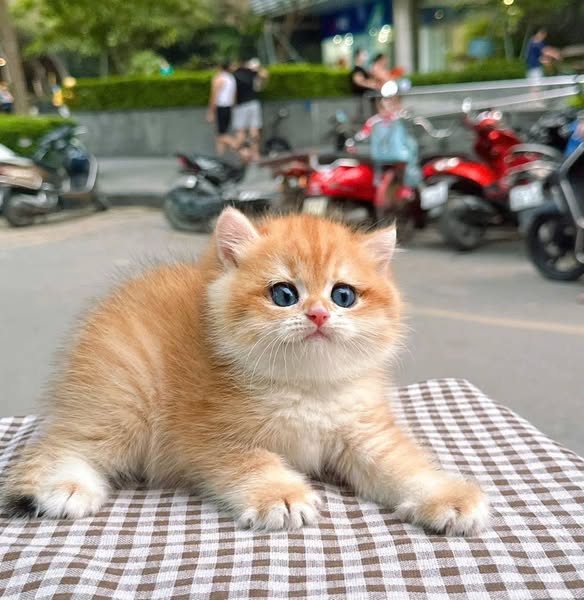 British Shorthair