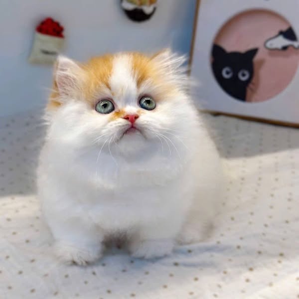 Munchkin Longhair