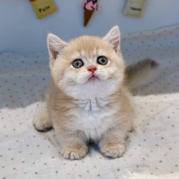 Munchkin