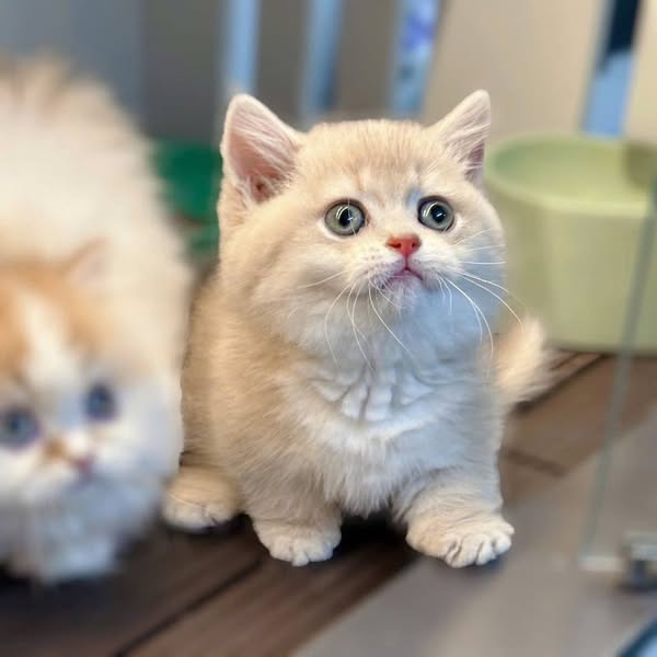 Munchkin