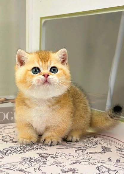 Munchkin