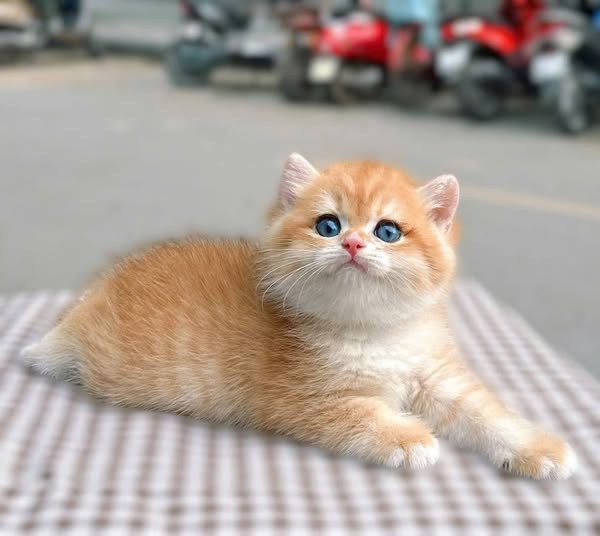 British Shorthair