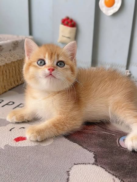 British Shorthair