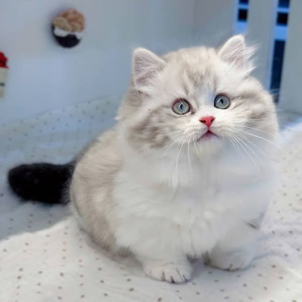 Munchkin Longhair