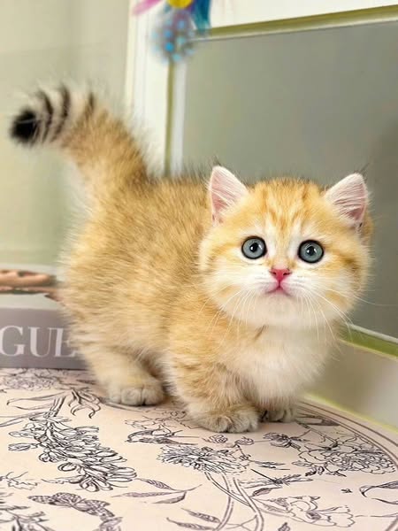 Munchkin