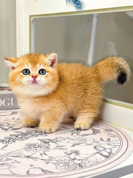 Munchkin