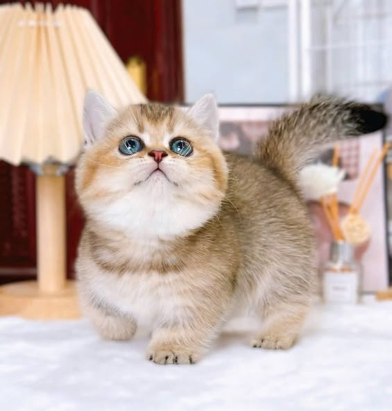 Munchkin