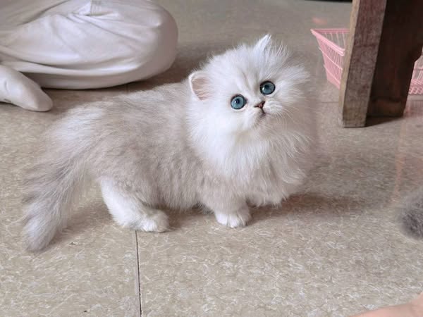 Munchkin Longhair
