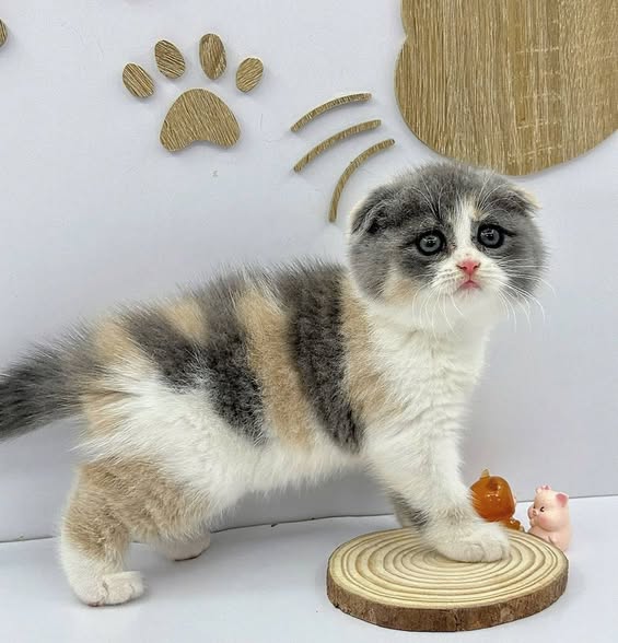 Scottish Fold