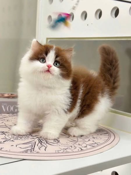 British Longhair
