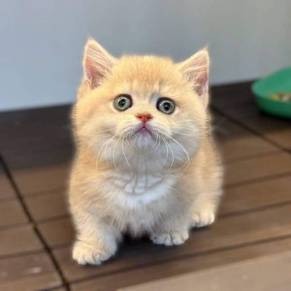 Munchkin