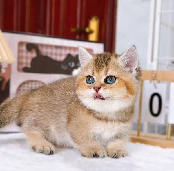 Munchkin