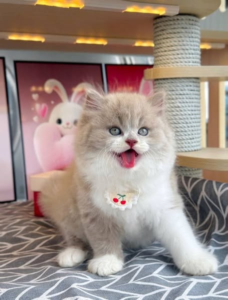 British Longhair