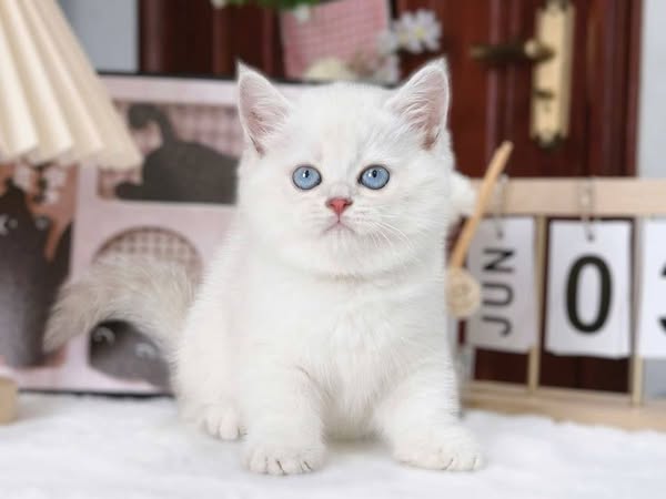 British Shorthair