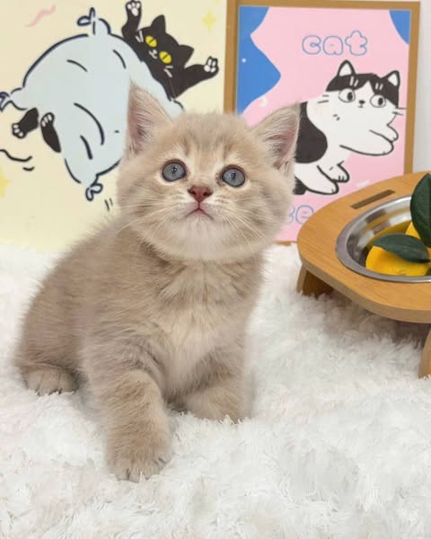 British Shorthair