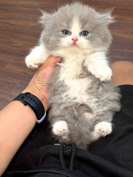 Munchkin Longhair